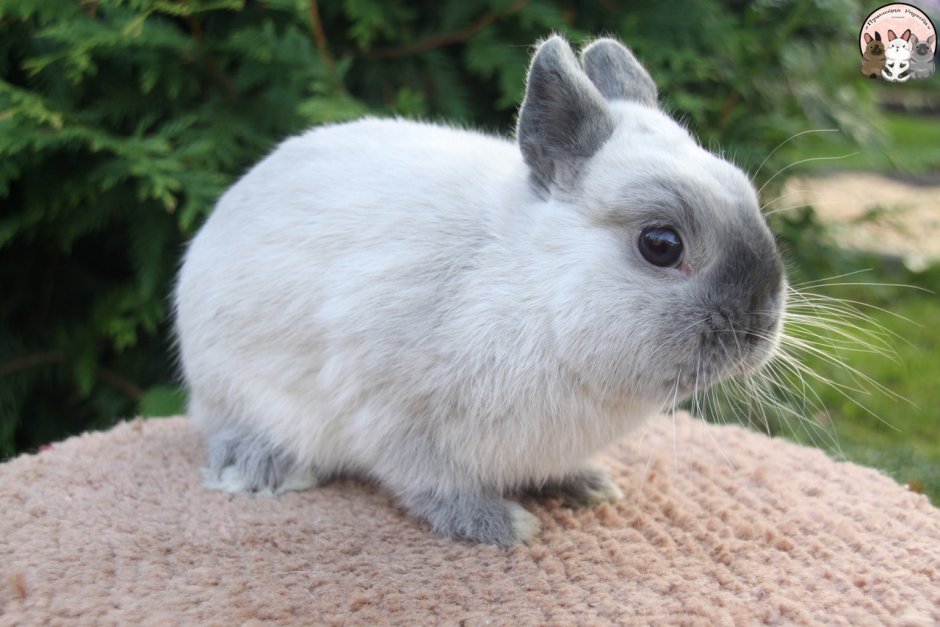 Карликовый кролик Мардер