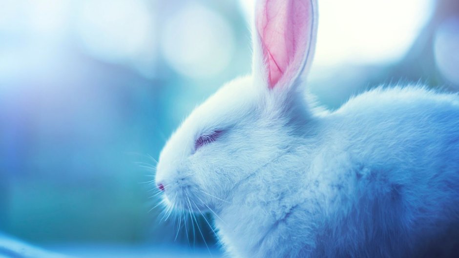 Карликовый баран вислоухий кролик голубой окрас