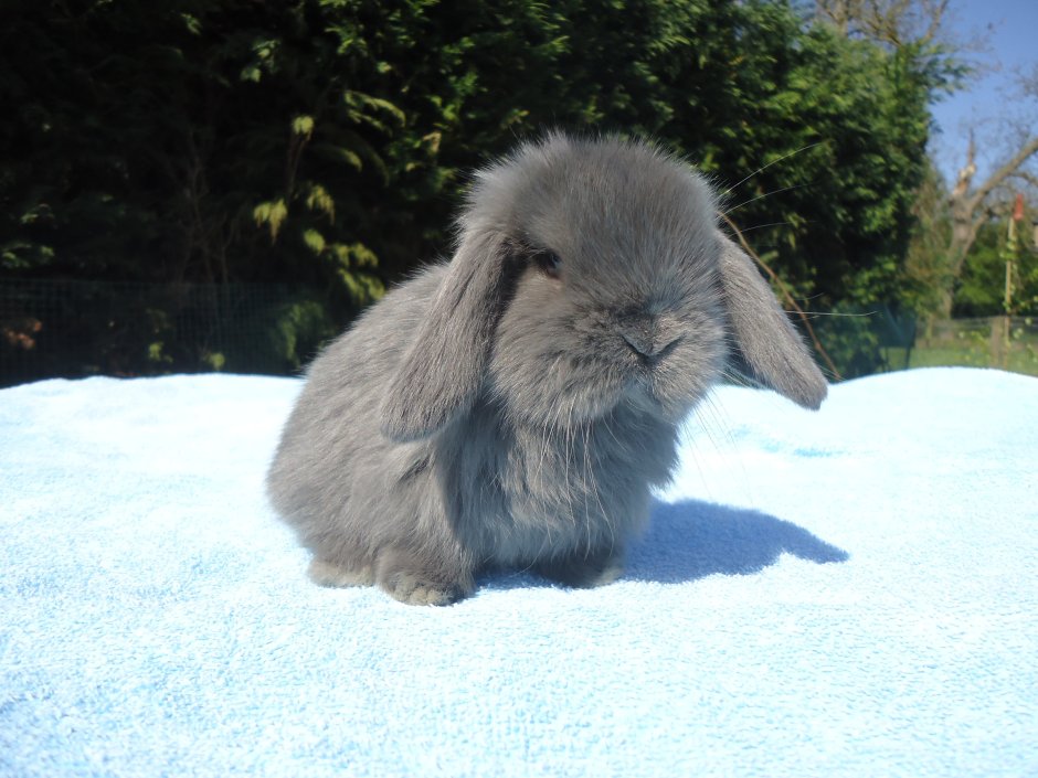 Кролик голубой великан