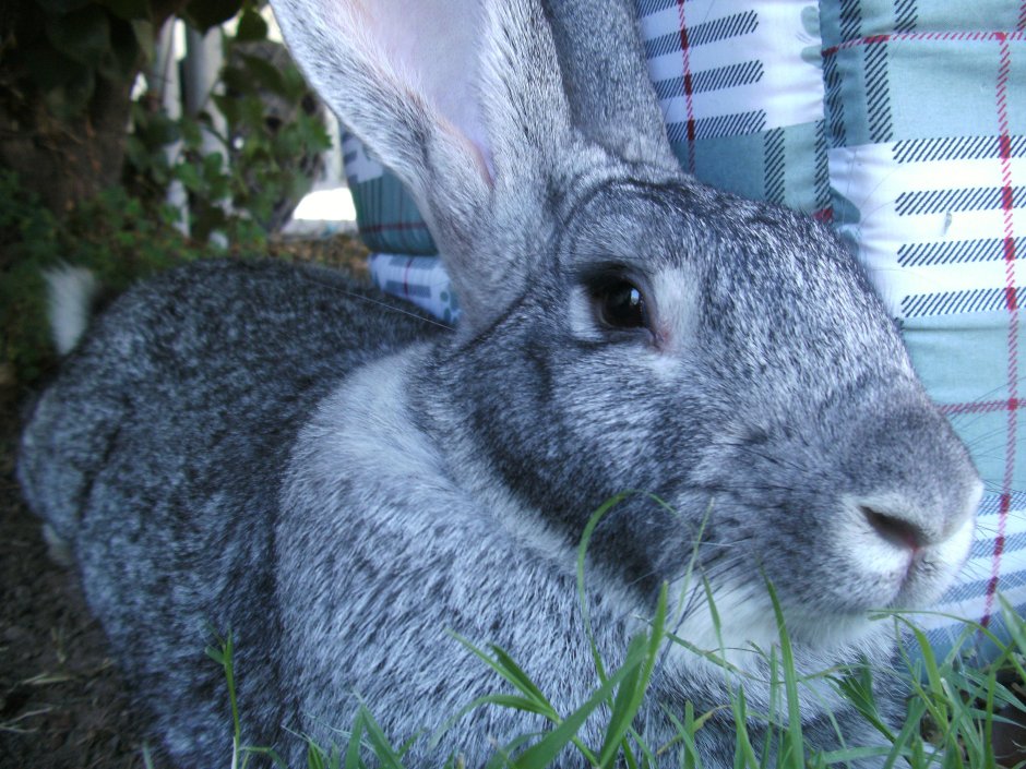 Земляной заяц