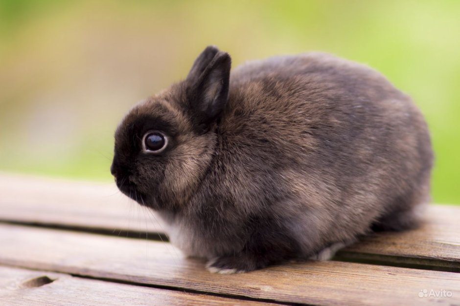 Вислоухий кролик голландский баран