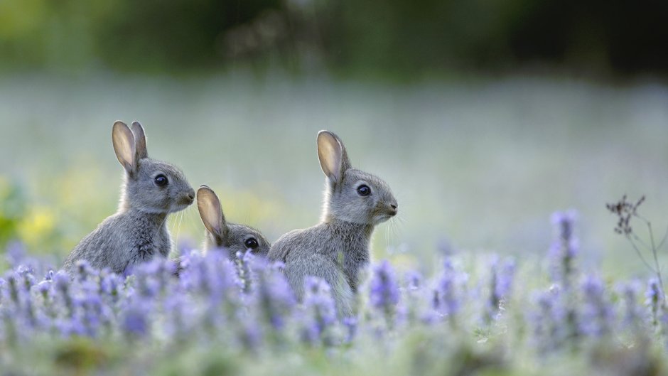 Милые картинки для фона