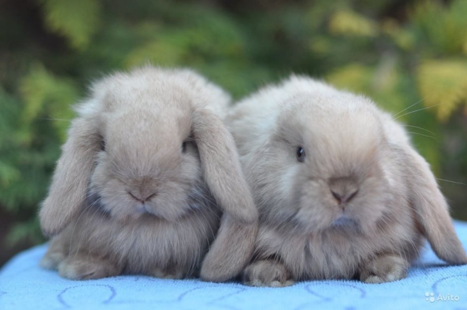 Кролик на синем фоне