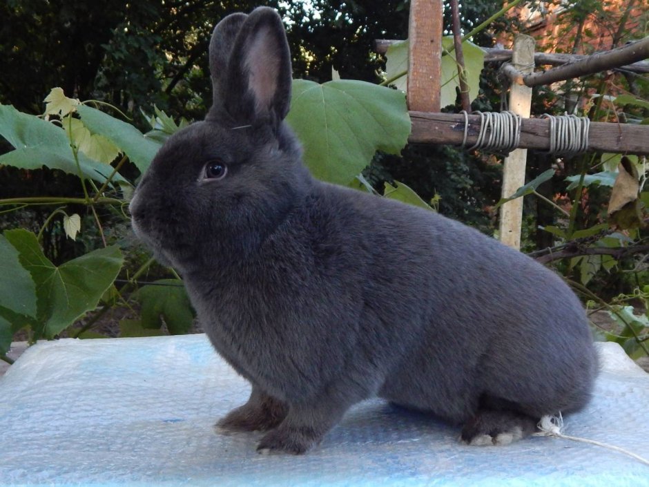 Белоостевой Саландер