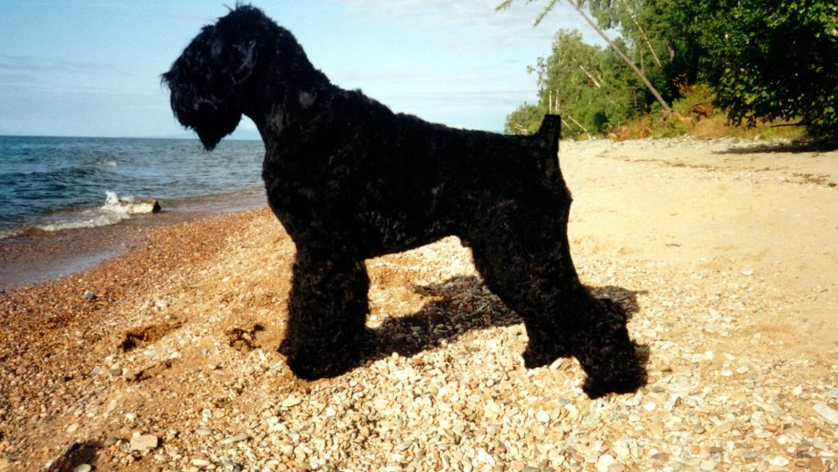 Карликовый пудель