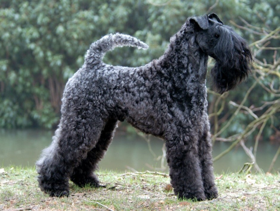 Кокер-пудель кокапу черный