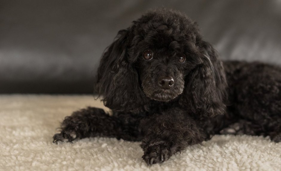 Керри Блю терьер черный