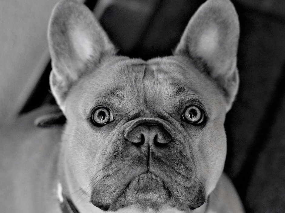 Значок «французский бульдог»