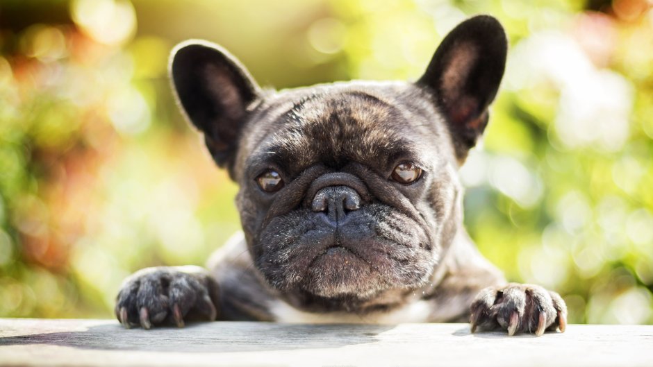 Французский бульдог голубого окраса большой