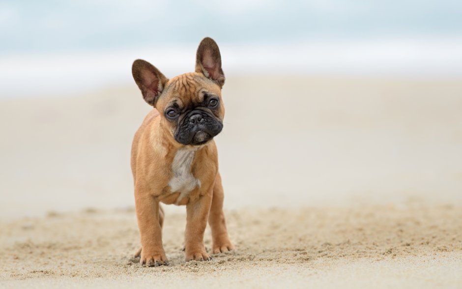 Французский бульдог щенок рыжий