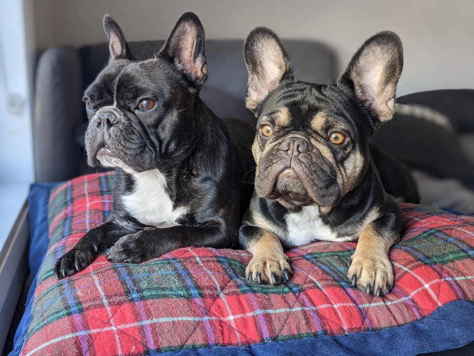 Заставка на рабочий стол бульдог