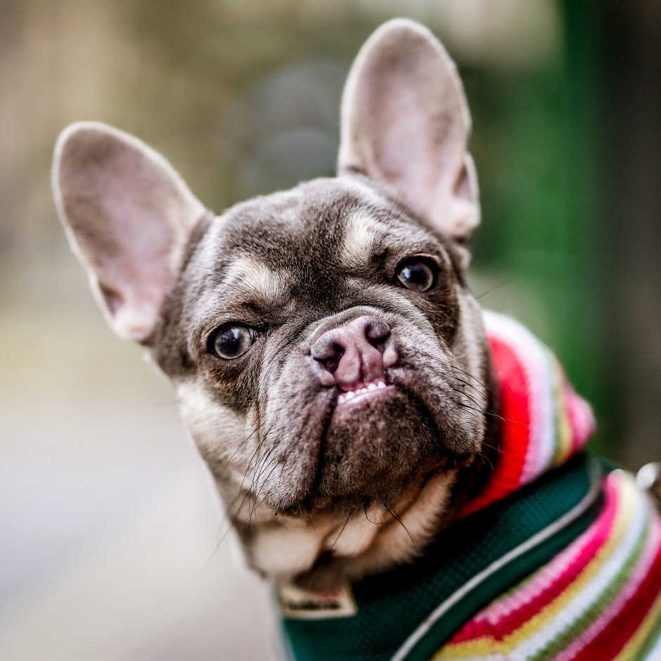 Топ 10 витаминов для щенка французского бульдога