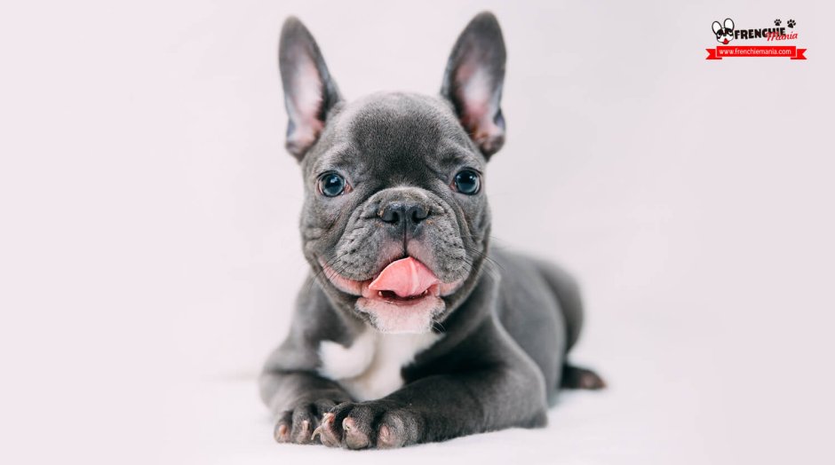 Французский бульдог и шотландский кот Эстетика