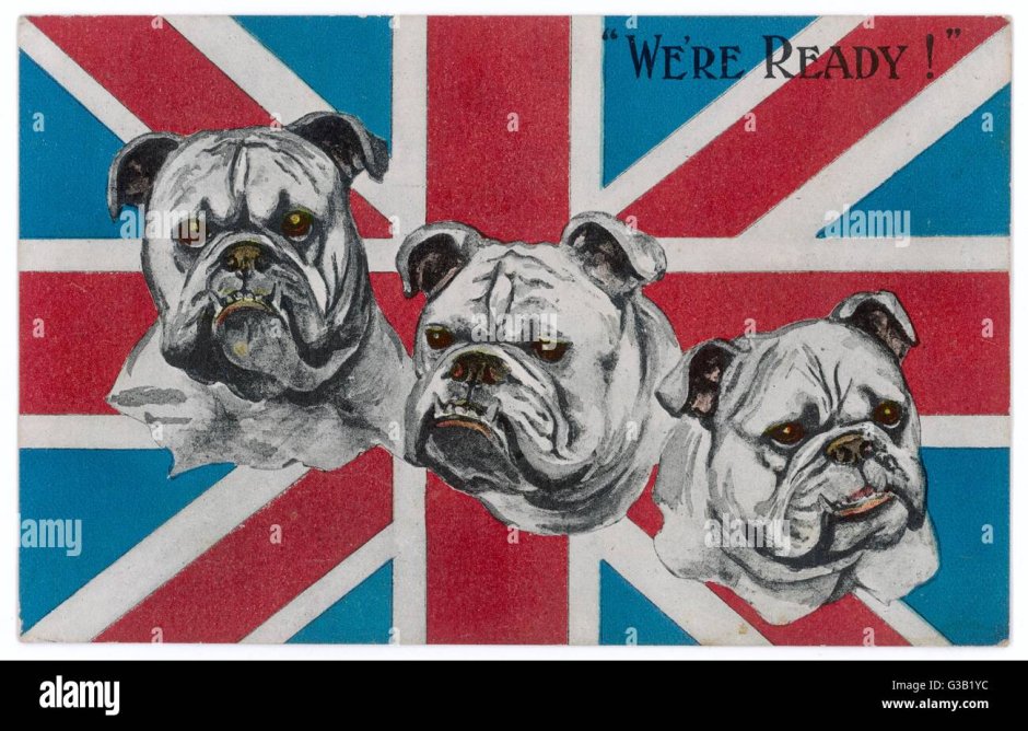 Обои французский бульдог на айфон