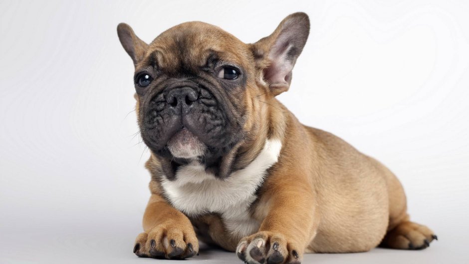 Рисовать французского бульдога