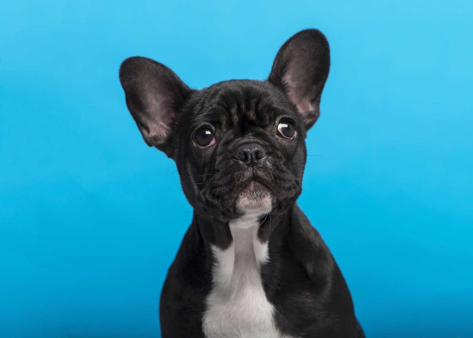 Щенок английского бульдога