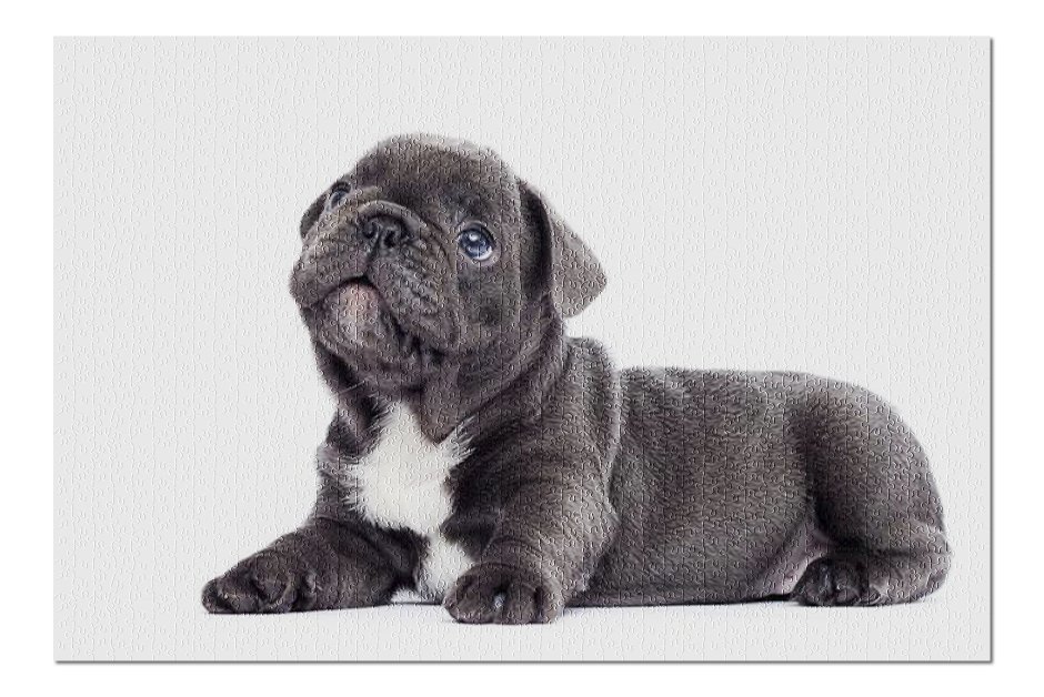 Сэмюэль Джексон французский бульдог