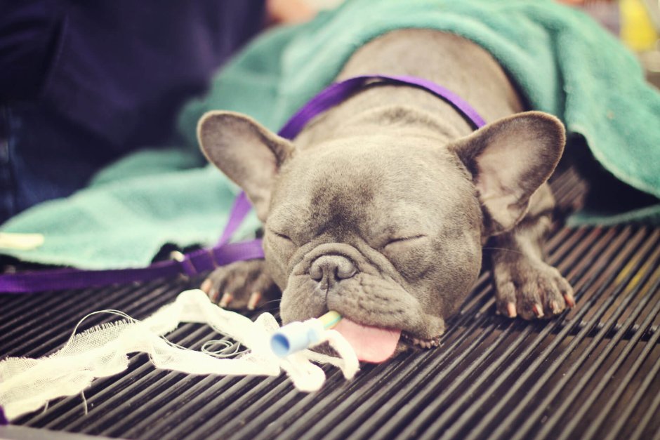 Французский бульдог осень