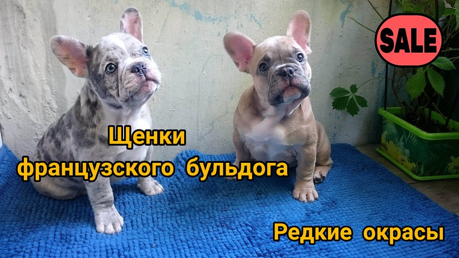 Голубой Солид французский бульдог