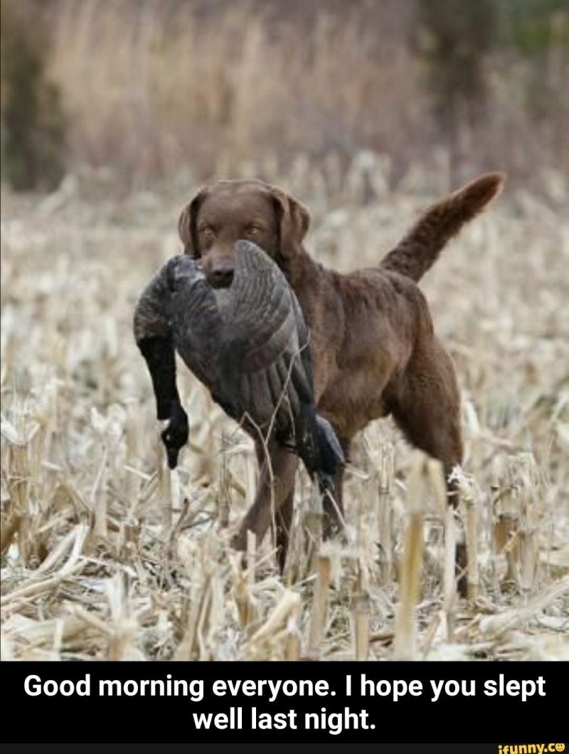 Лабрадор охотничья собака