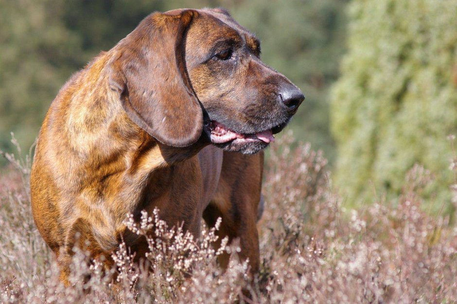 Австрийская гончая (Брандл-бракк)