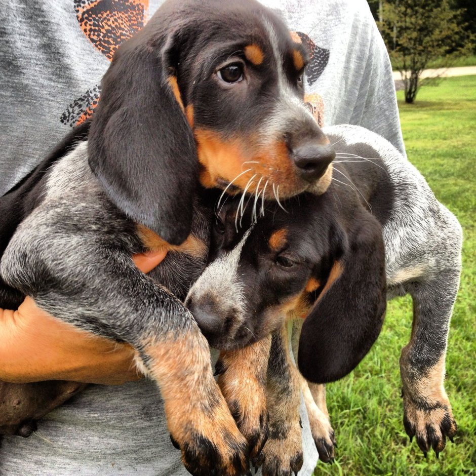 Bluetick Coonhound