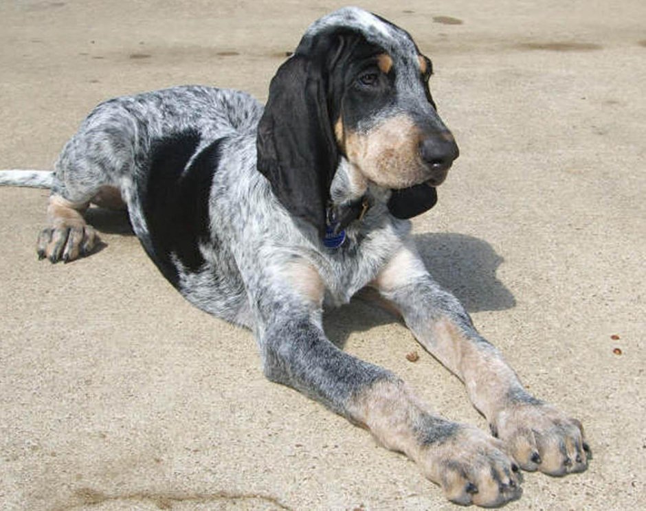 Гасконско-сентонжская гончая