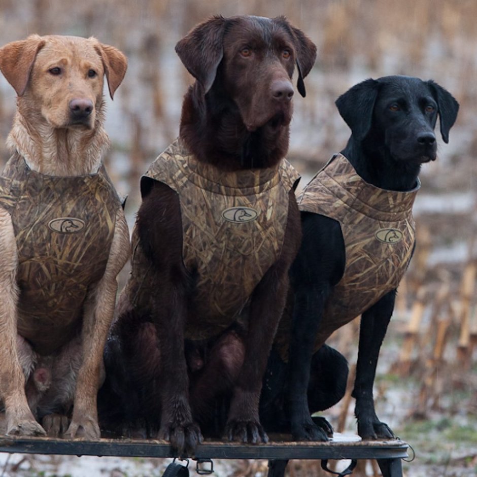 Лабрадор ретривер охотник