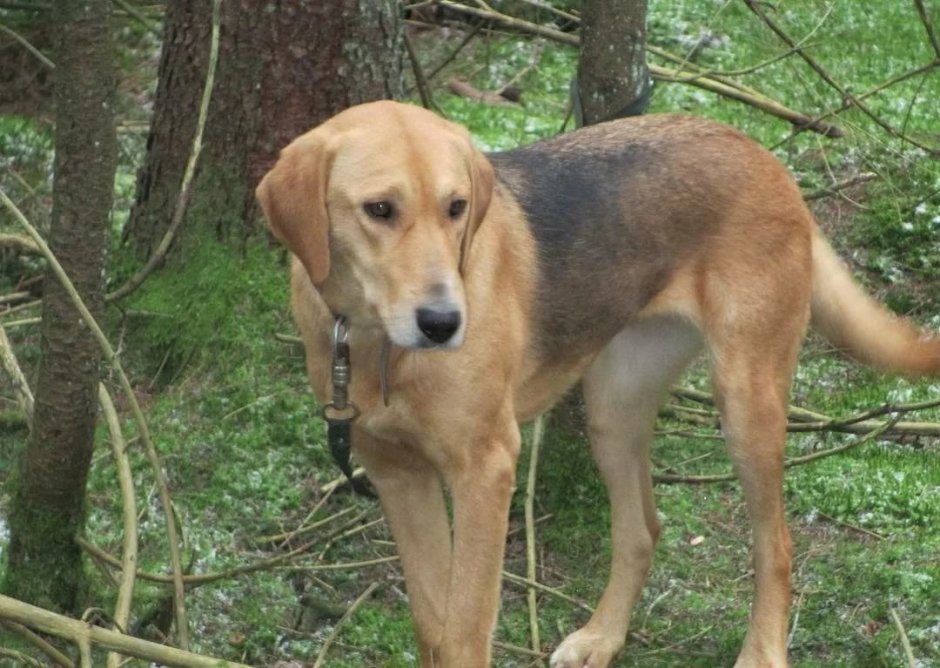 Русская светло чепрачная гончая