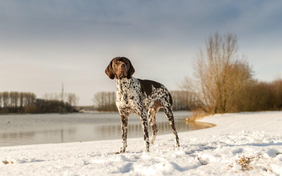 Курцхаар собака