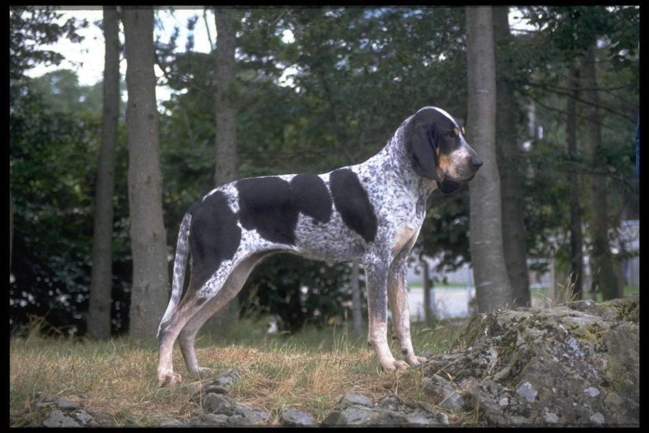 Гасконская гончая