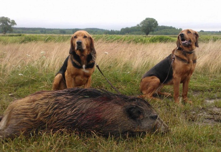 Английский Пойнтер стойка