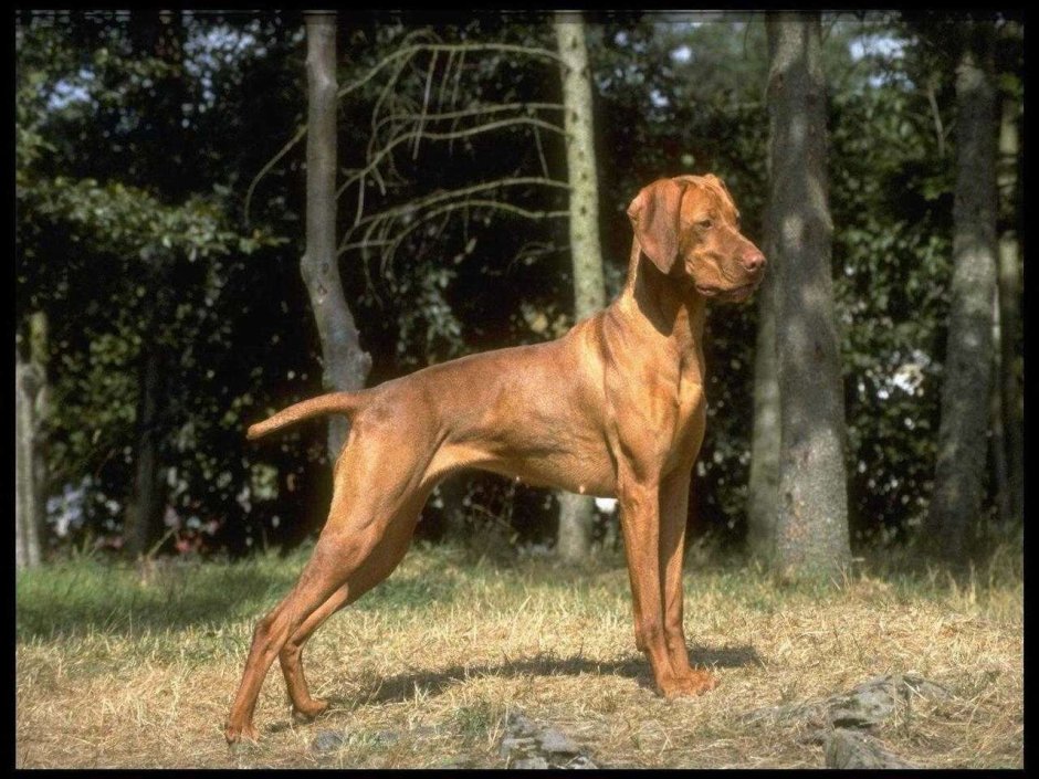 Охотничья собака прыгает