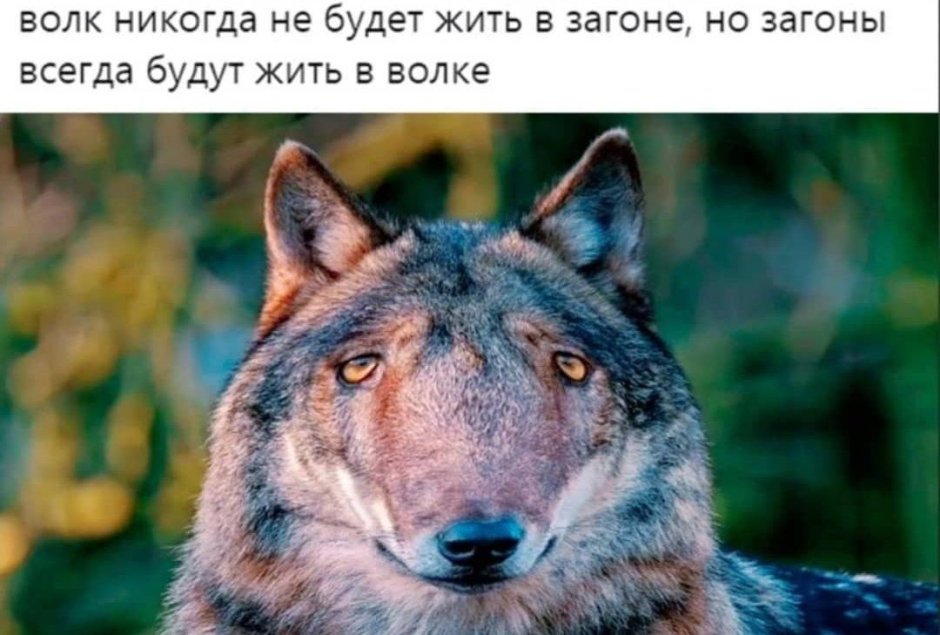 Мемы с волками