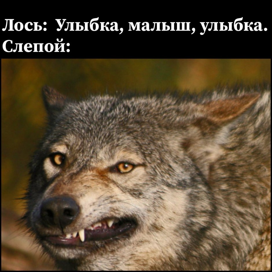 Волк улыбается