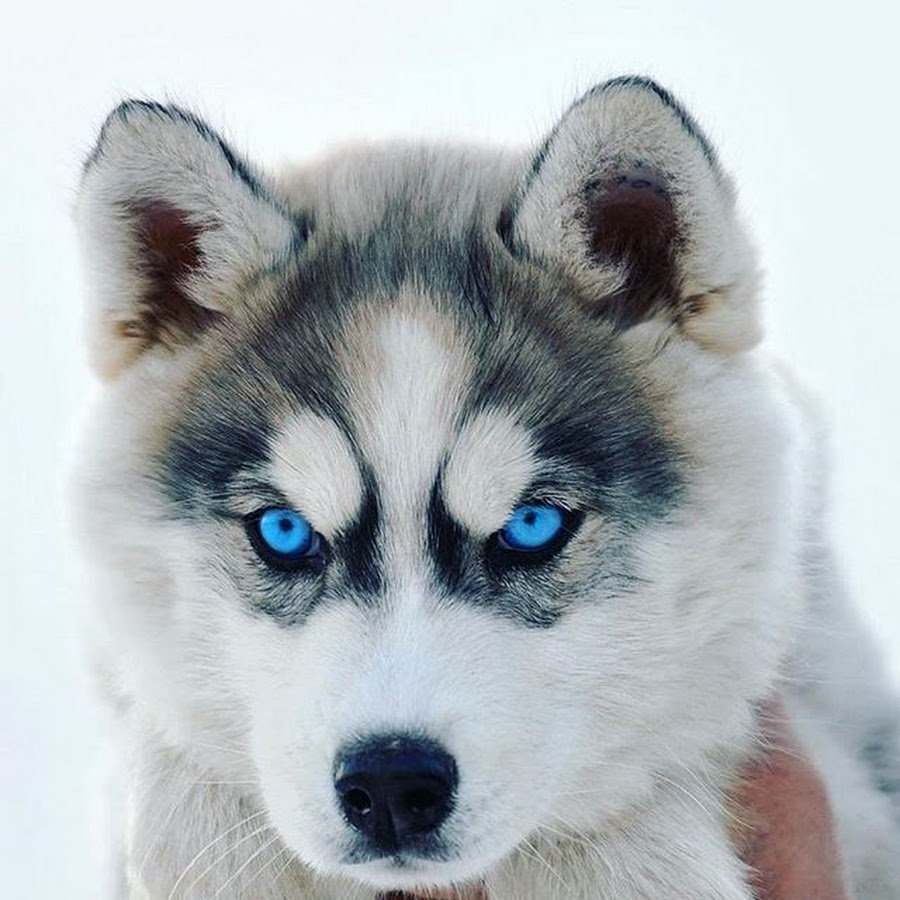 Хаски с фиолетовыми глазами