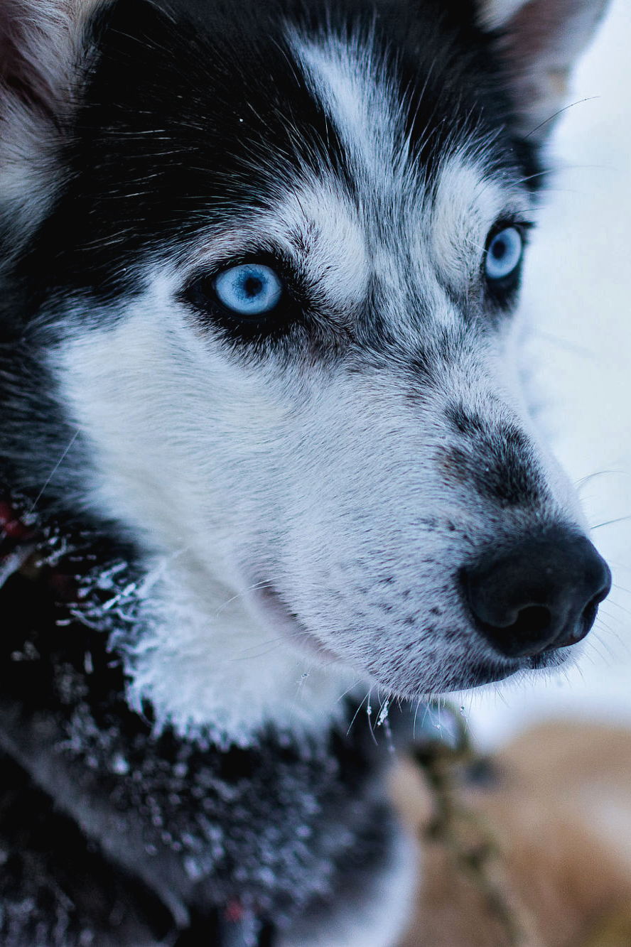 Фотографии на аву животные красивые