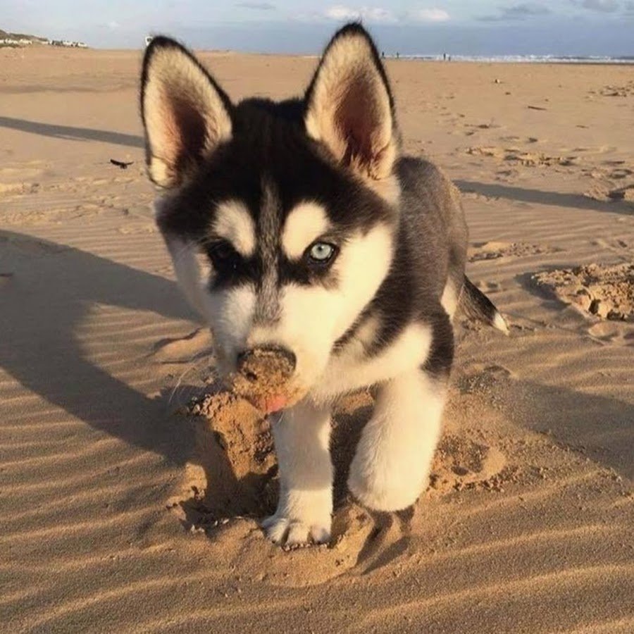 Хаски Джубили