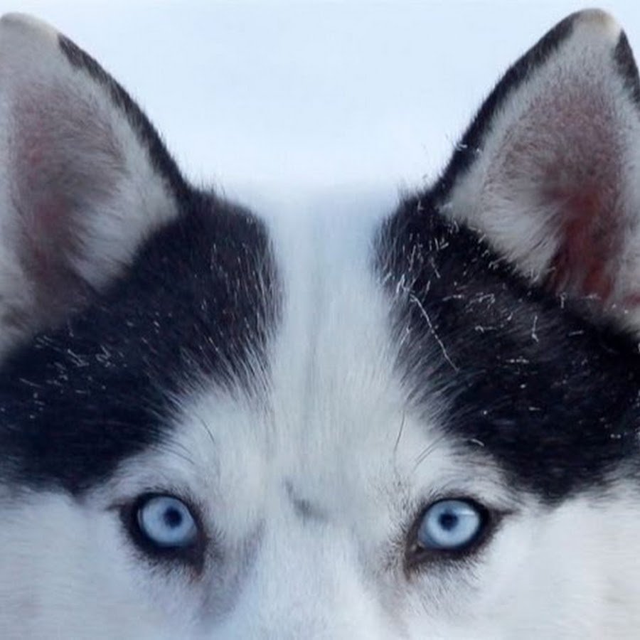 Хаски серая с голубыми глазами