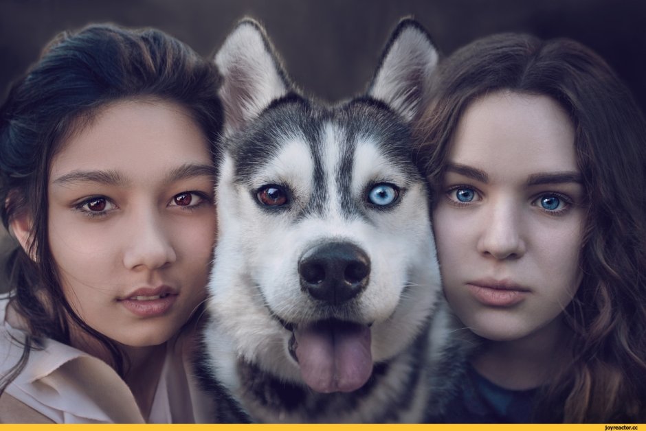 Гетерохромия глаз у хаски