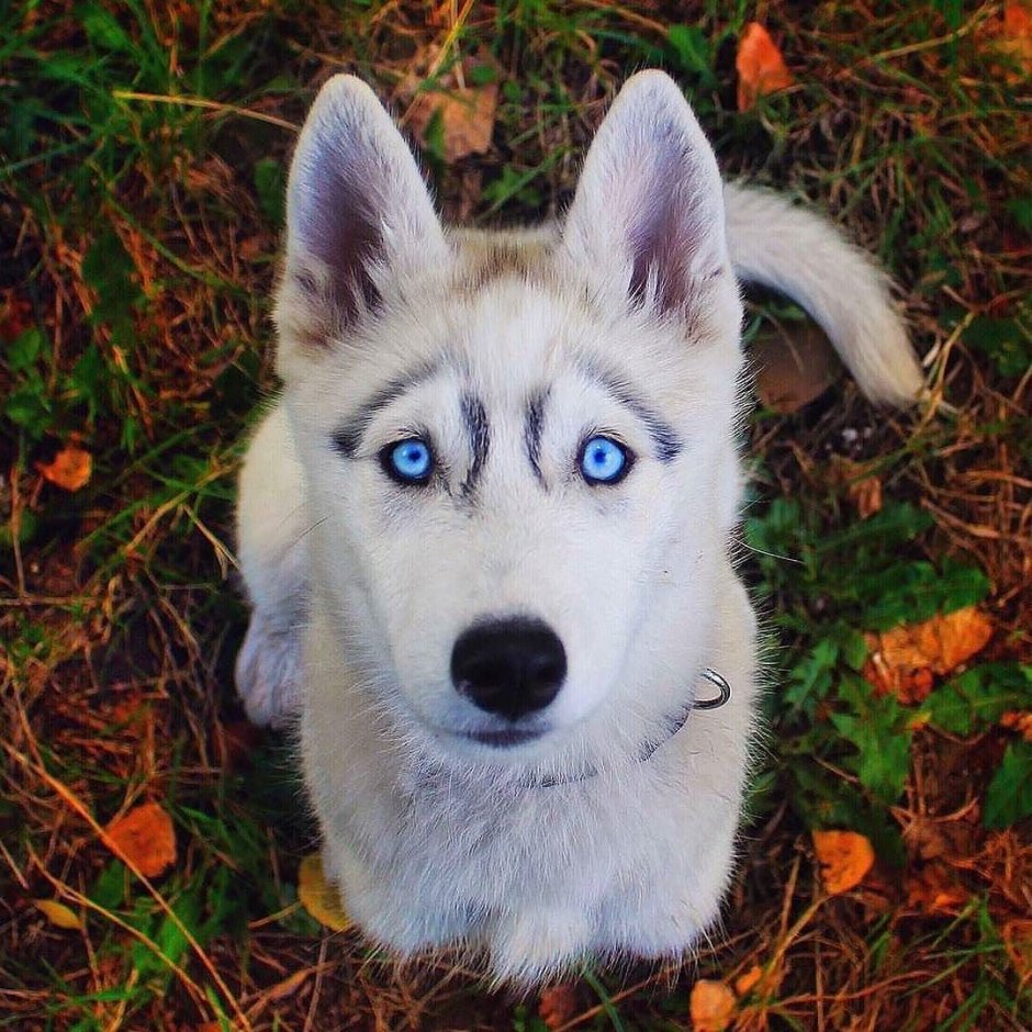 Хаски собака щенок голубоглазый