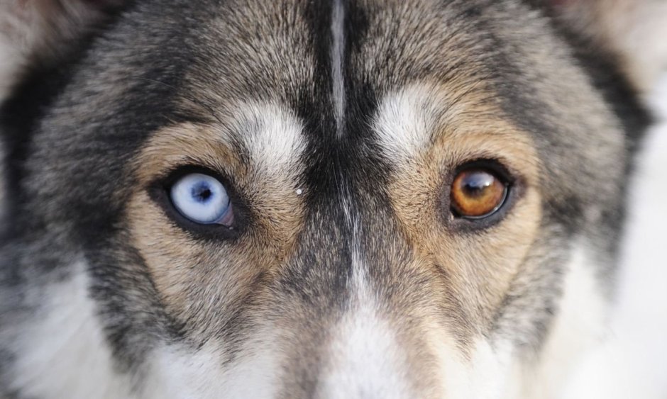 Рыжий голубоглазый щенок хаски