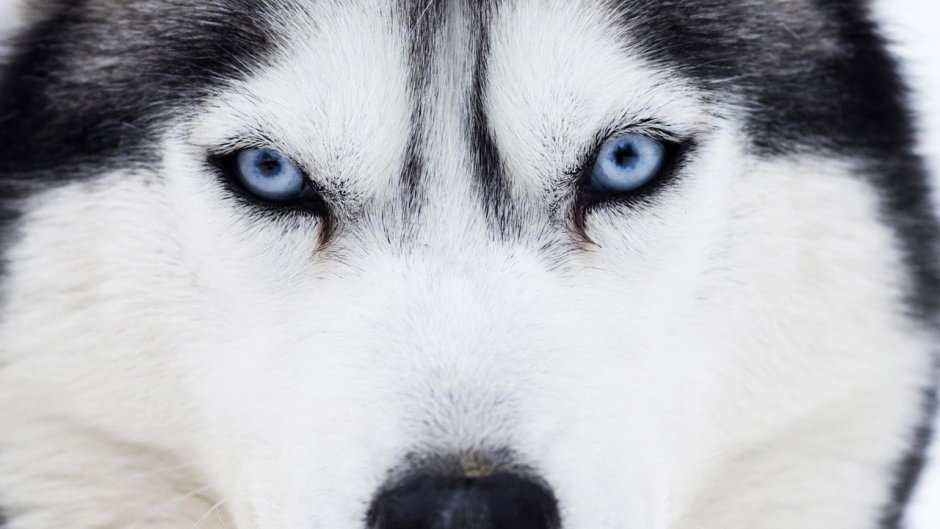 Глаза хаски