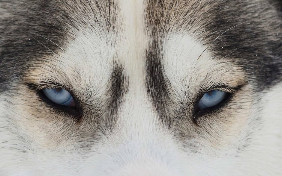 Девушка с хаски со спины