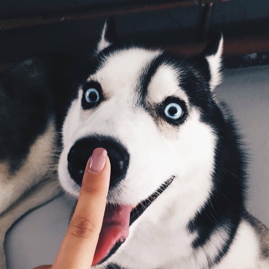 Хаски серые разноглазые