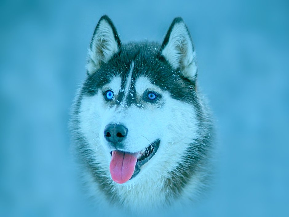 Хаски собака с карими глазами