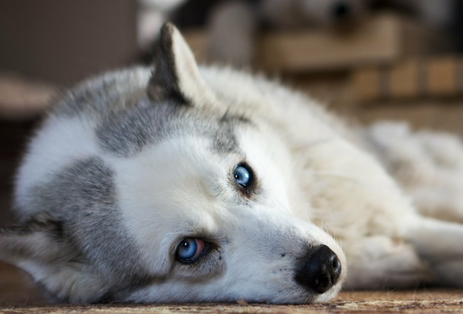 Хаски вольт