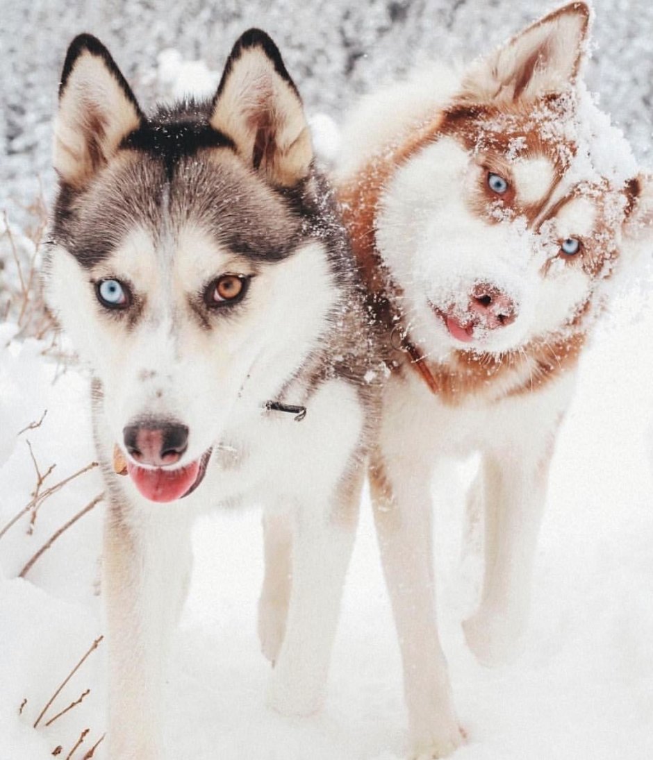 Собака со светящимися глазами