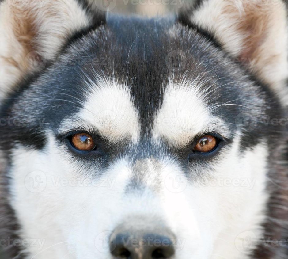 Хаски фак картинка