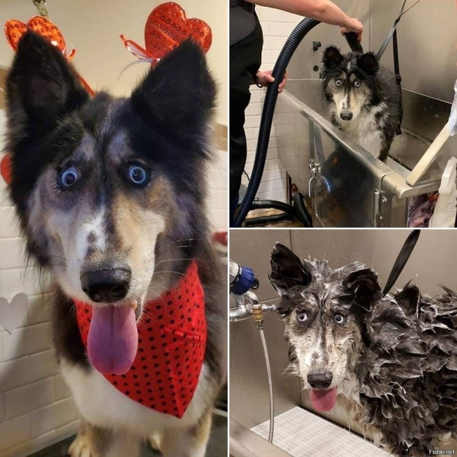 Окрасы хаски